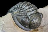 Gerastos Trilobite Fossil - Great Detail #105156-3